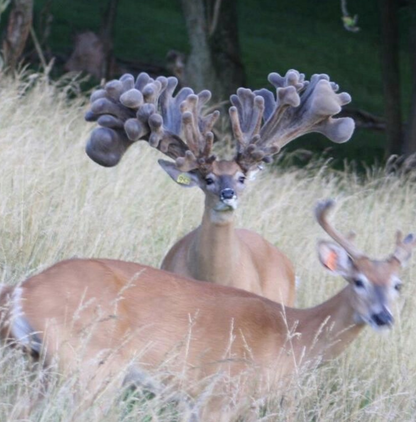 white-tailed deer